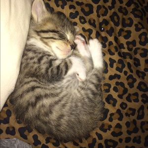 Meet your Posher, Rachel