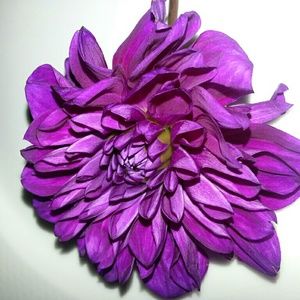 Meet your Posher, Jannie