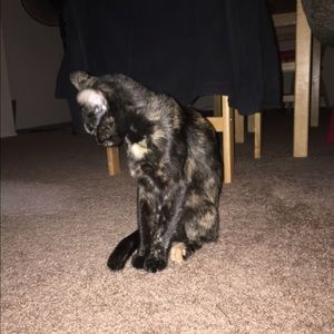 Meet your Posher, Riley