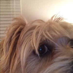 Meet your Posher, Leslie