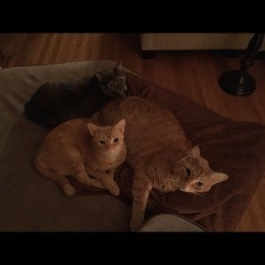 Meet your Posher, Lauren