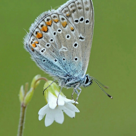 Meet your Posher, Pamela