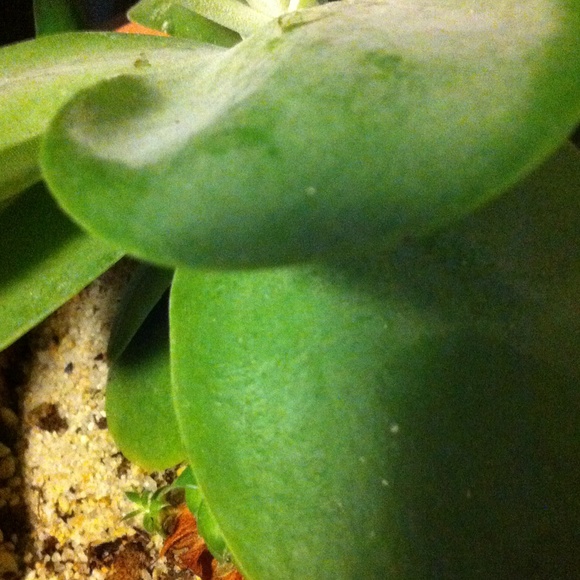 Meet your Posher, Judith - Picture 1 of 1