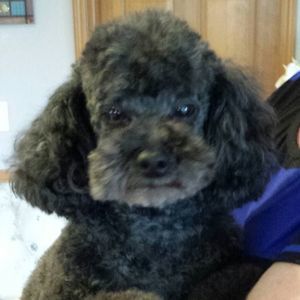 Meet your Posher, Janet