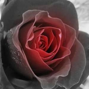 Meet your Posher, Ka