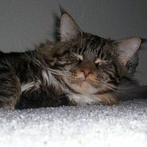 Meet your Posher, Carol