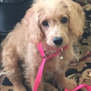 Meet your Posher, Tracey