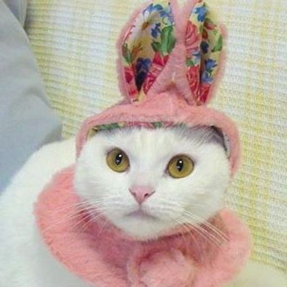 Meet your Posher, Mei - Picture 1 of 1