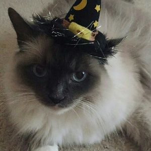 Meet your Posher, Lace