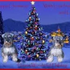 Meet your Posher, Shelley