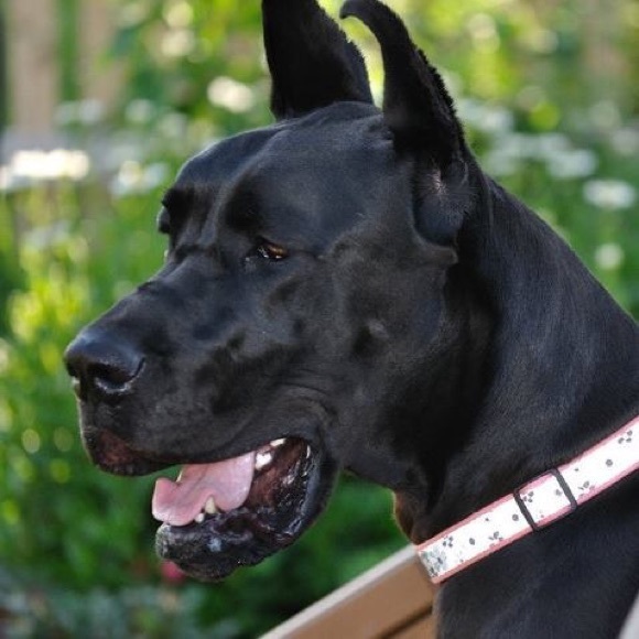 Meet your Posher, Carrie