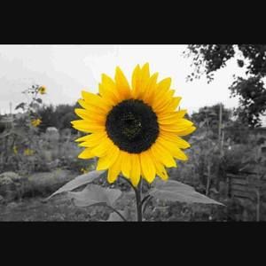 Meet your Posher, Annie