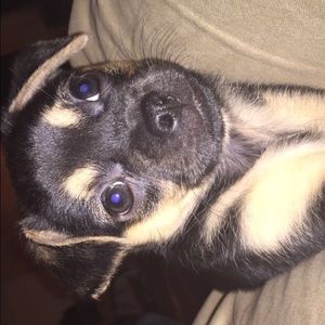 Meet your Posher, Joey