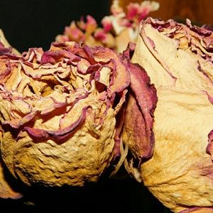 Meet your Posher, Etana