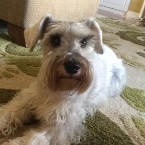 Meet your Posher, Alyson