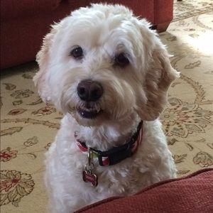 Meet your Posher, Chrissy