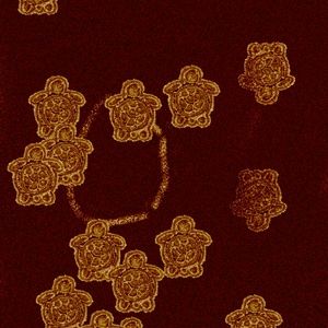 Meet your Posher, Erika