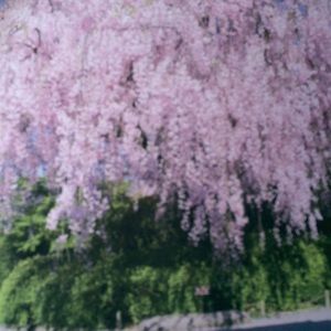 Meet your Posher, Betty