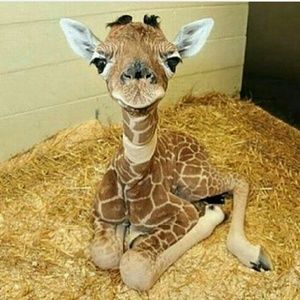 Meet your Posher, Liz