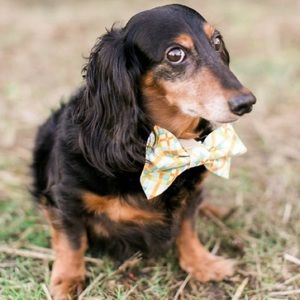 Meet your Posher, Rachael