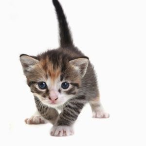 Meet your Posher, Harley