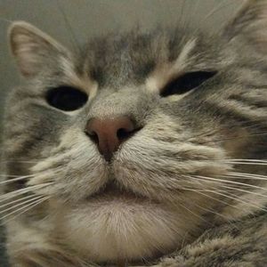 Meet your Posher, Susie