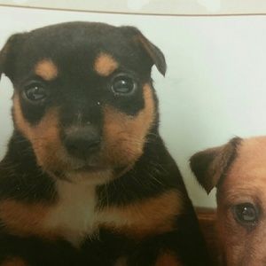 Meet your Posher, Maxine