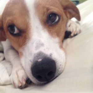 Meet your Posher, Morgan