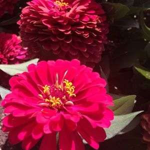 Meet your Posher, Avery