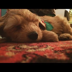 Meet your Posher, Glenn