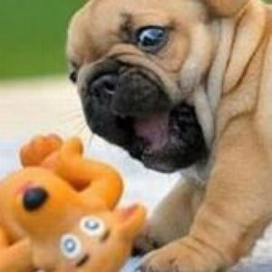 Meet your Posher, Sam