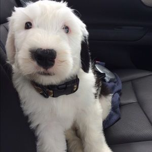 Meet your Posher, Morgan