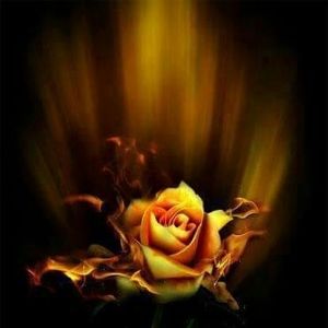 Meet your Posher, Bert