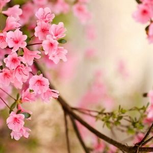 Meet your Posher, Bonnie