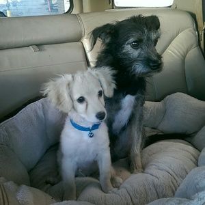 Meet your Posher, Jenee