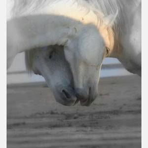 Meet your Posher, Dee dee