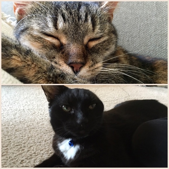 Meet Your Posher, Kali! - Picture 3 of 4