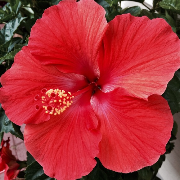 Meet your Posher, Jeanne - Picture 3 of 3