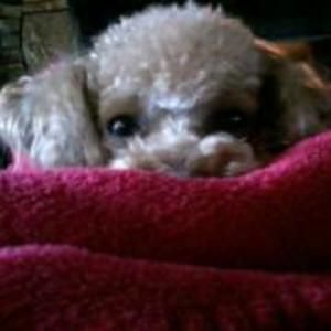 Meet your Posher, Leonora