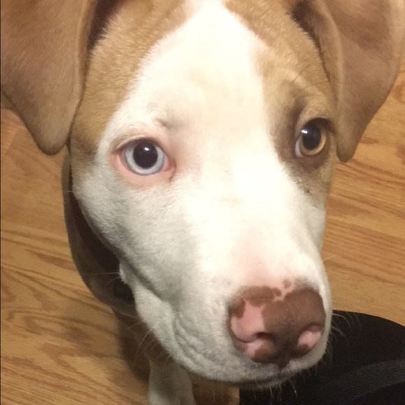 Meet your Posher, Sandy