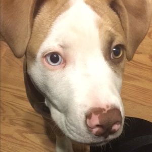 Meet your Posher, Sandy