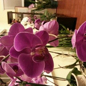 Meet your Posher, Jin