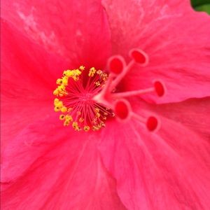 Meet your Posher, Dulce