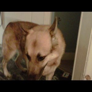 Meet your Posher, Anne