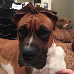 Meet your Posher, Sam