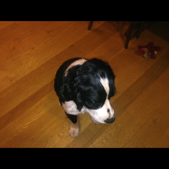 Meet your Posher, Phebe - Picture 1 of 1