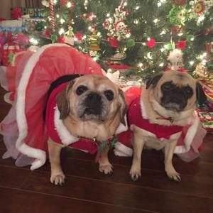 Meet your Posher, Dawn