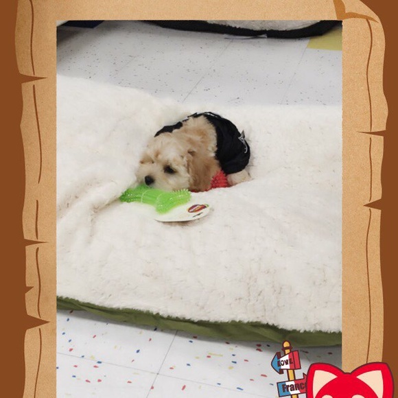 Meet your Posher, Yoonsuh - Picture 1 of 1