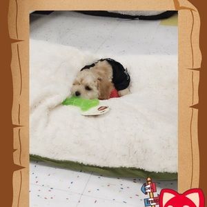 Meet your Posher, Yoonsuh