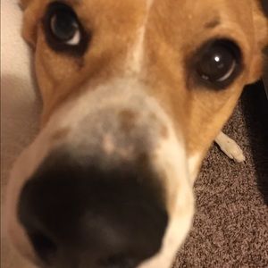 Meet your Posher, Heidi